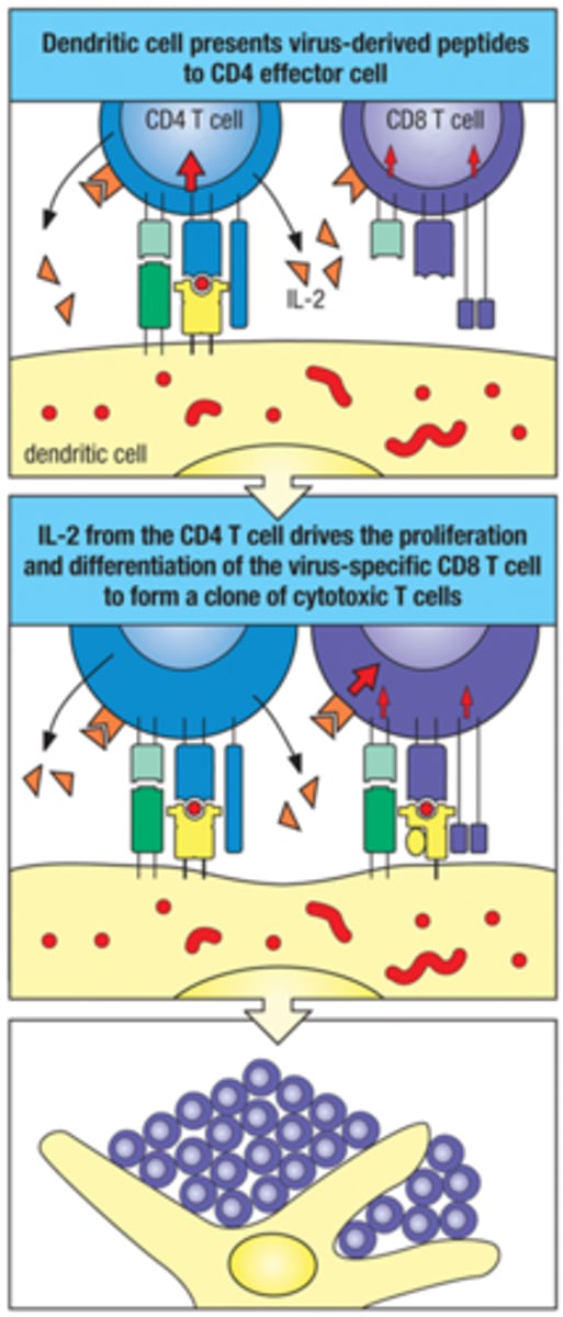 <p>CD4+ T cell comes across cell that is not responding well to peptide on MHC II, and pushes NAIve CD8+ T cells to have a better recognition by making and directing IL-2 to the CD8+ T cells</p>