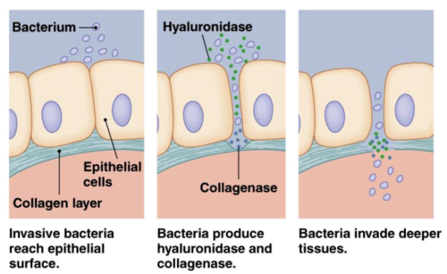 <p>virulence factor by allowing penetration into deep tissues. coagulase escapes immune response</p>
