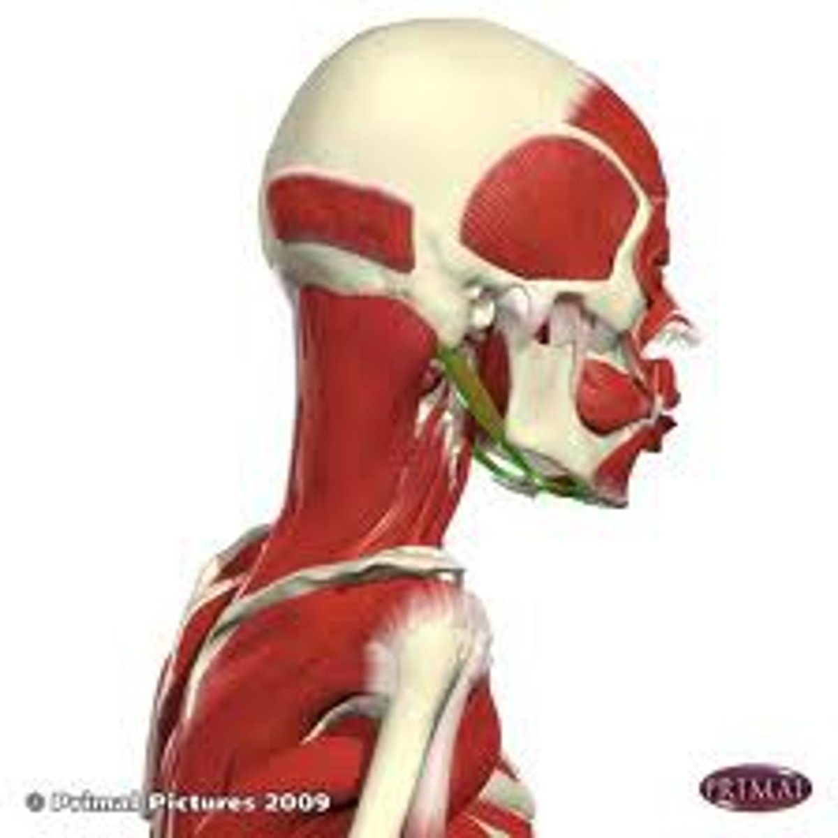 <p>Origin: temporal bone; mandible</p><p>Insertion: Hyoid bone</p><p>Action: Depresses mandible; elevates hyoid</p>