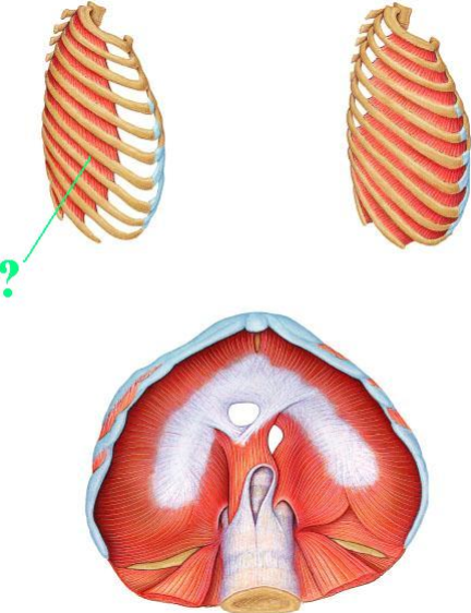 <p><span>Identify the indicated muscle.</span></p>