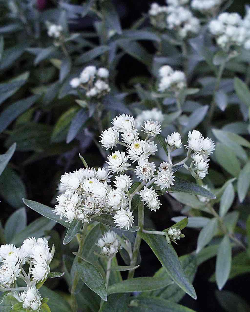 <p>Anaphalis triplinervis</p>