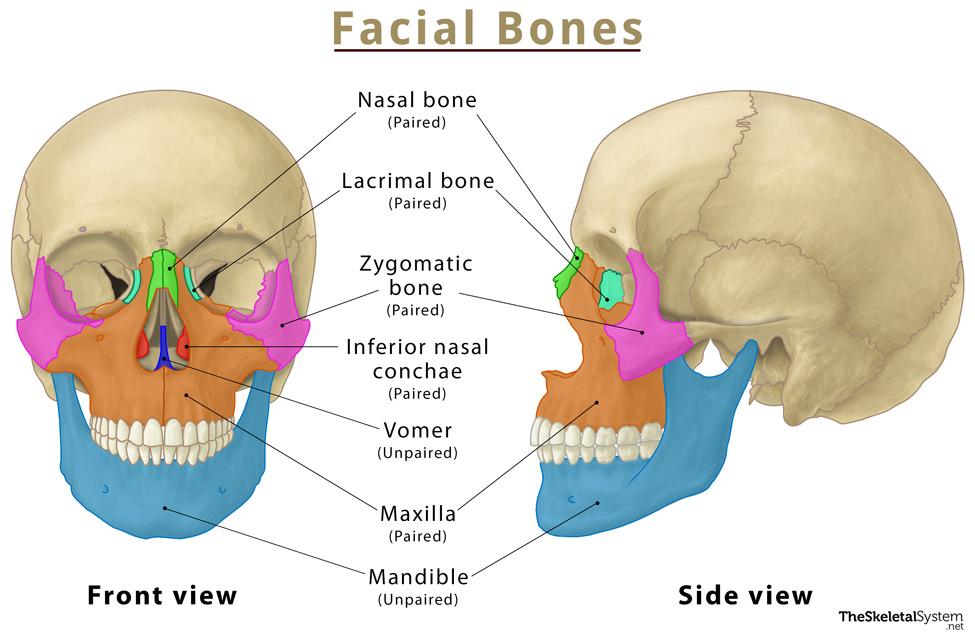 <p>Bones forming facial structure; 13 fused plus the movable mandible.</p>