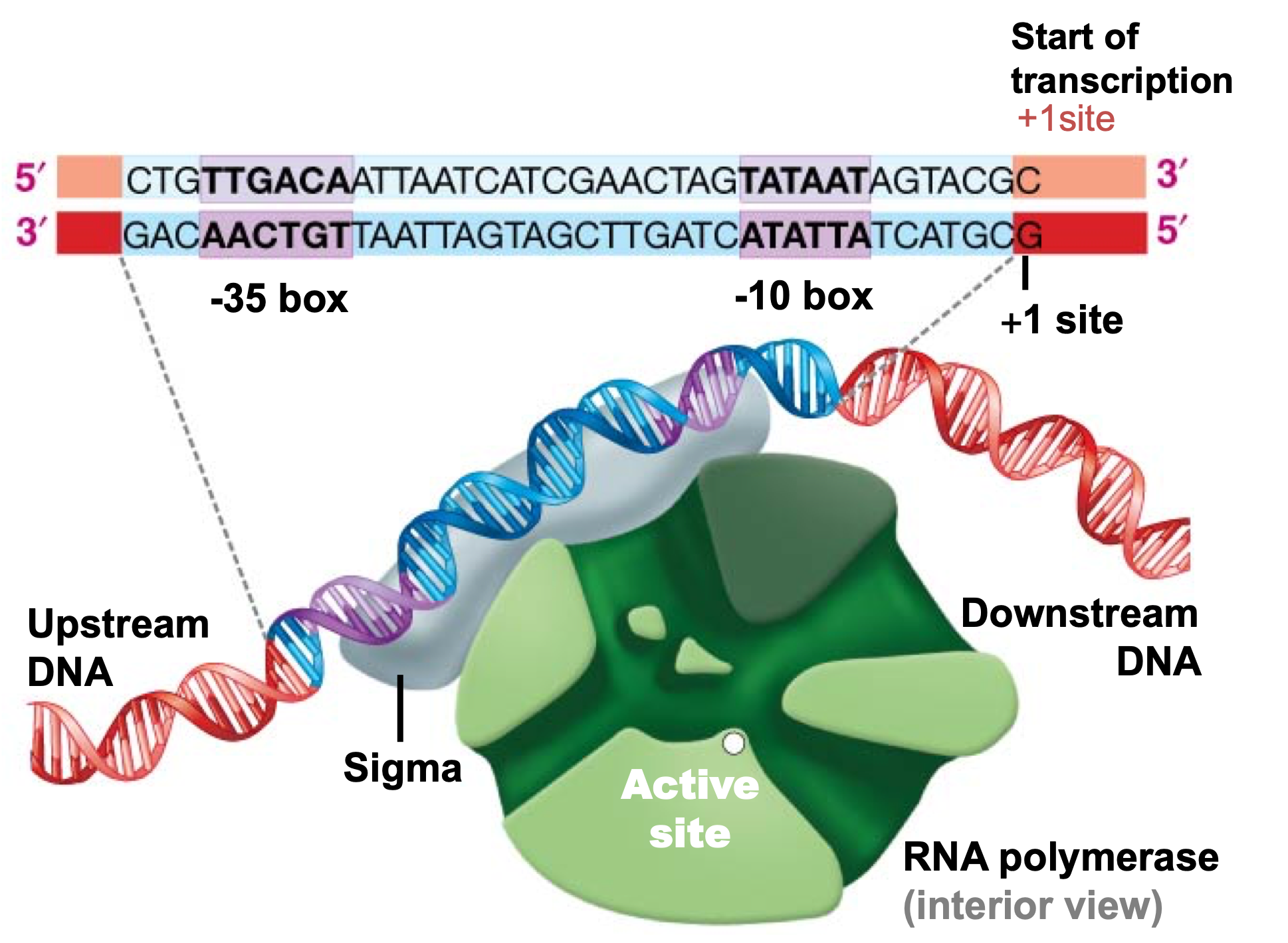 <p>The promoter is the site to which RNA polymerase will bind. Identify the length of the <strong>promoter sequence where the RNA polymerase may bind.</strong></p>