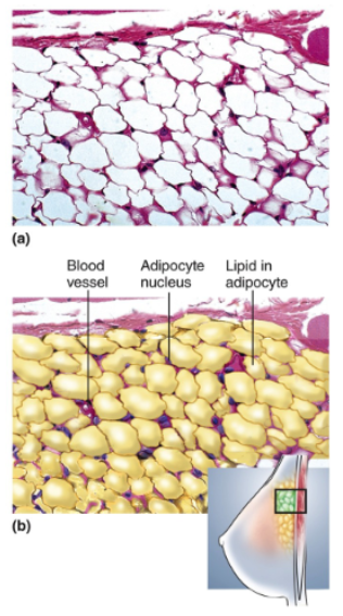 <p>Dominated by adipocytes, large, empty looking cells with thin margins; tissue sections often very pale because of scarcity of stained cytoplasm; adipocytes shrunken; nucleus pressed against plasma membrane; blood vessels present</p>