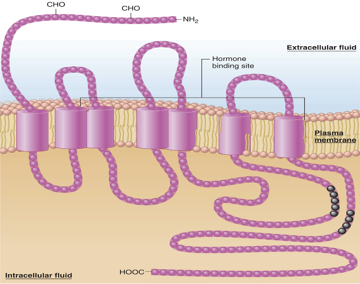<p>in the cytoplasm</p>