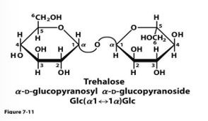 <p>trehalose and sucrose </p>