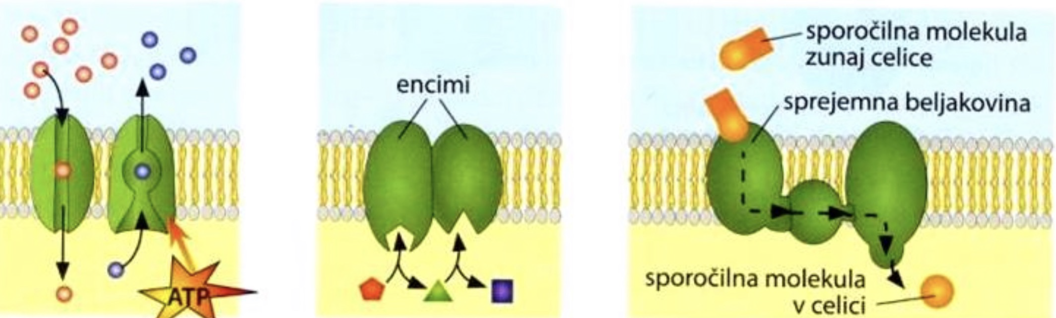 <ol><li><p>prenos snovi</p></li><li><p>encimske reakcije</p></li><li><p>prenos sporočil</p></li></ol>