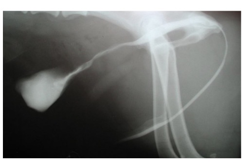 <p>M dog urethra - sections </p>