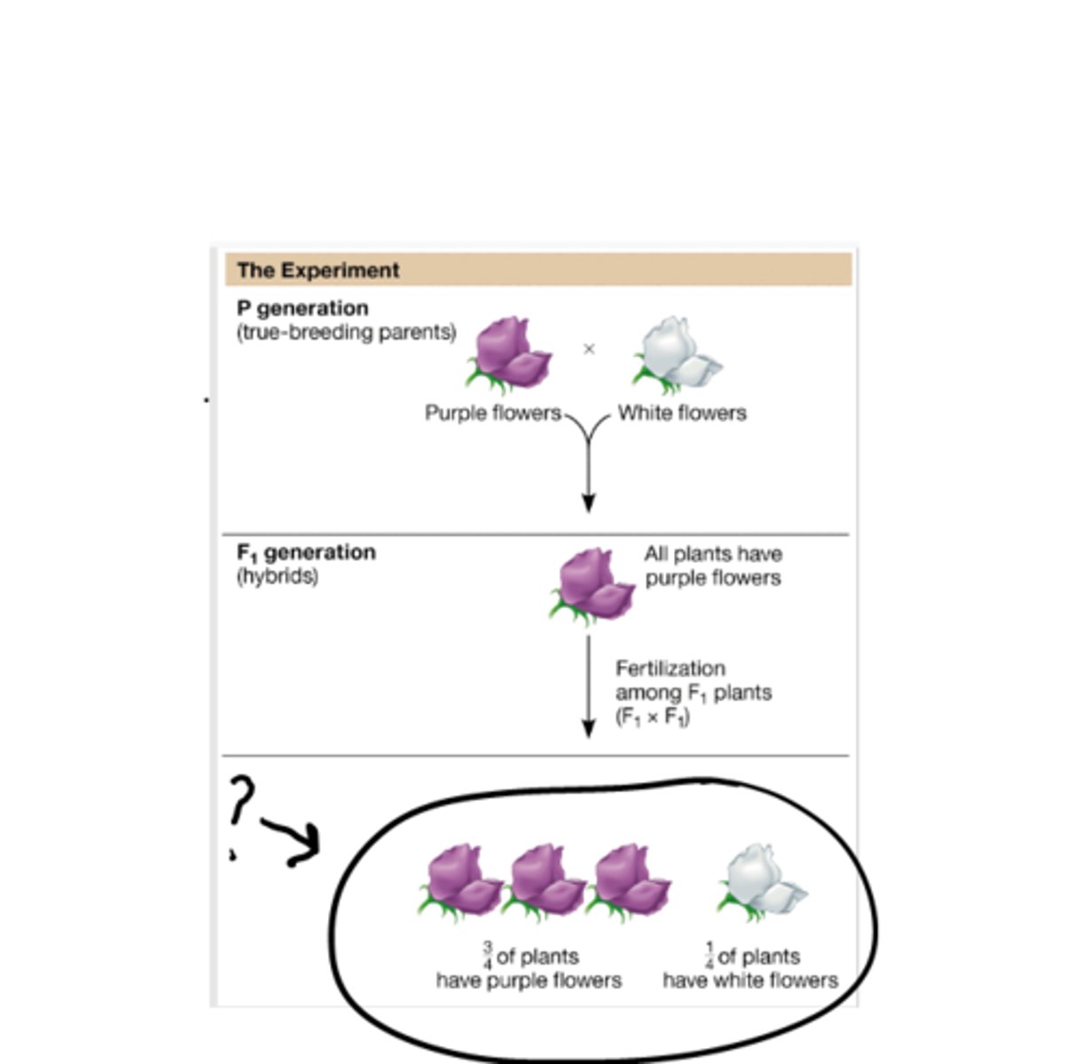 <p>The product of the self-fertilization of the products of F1 generation.</p>
