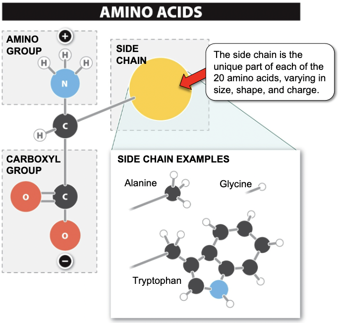 <p>• Amino group and carboxyl group bound to a chain of amino acids • Order, identity and number of amino acids determine protein function</p>