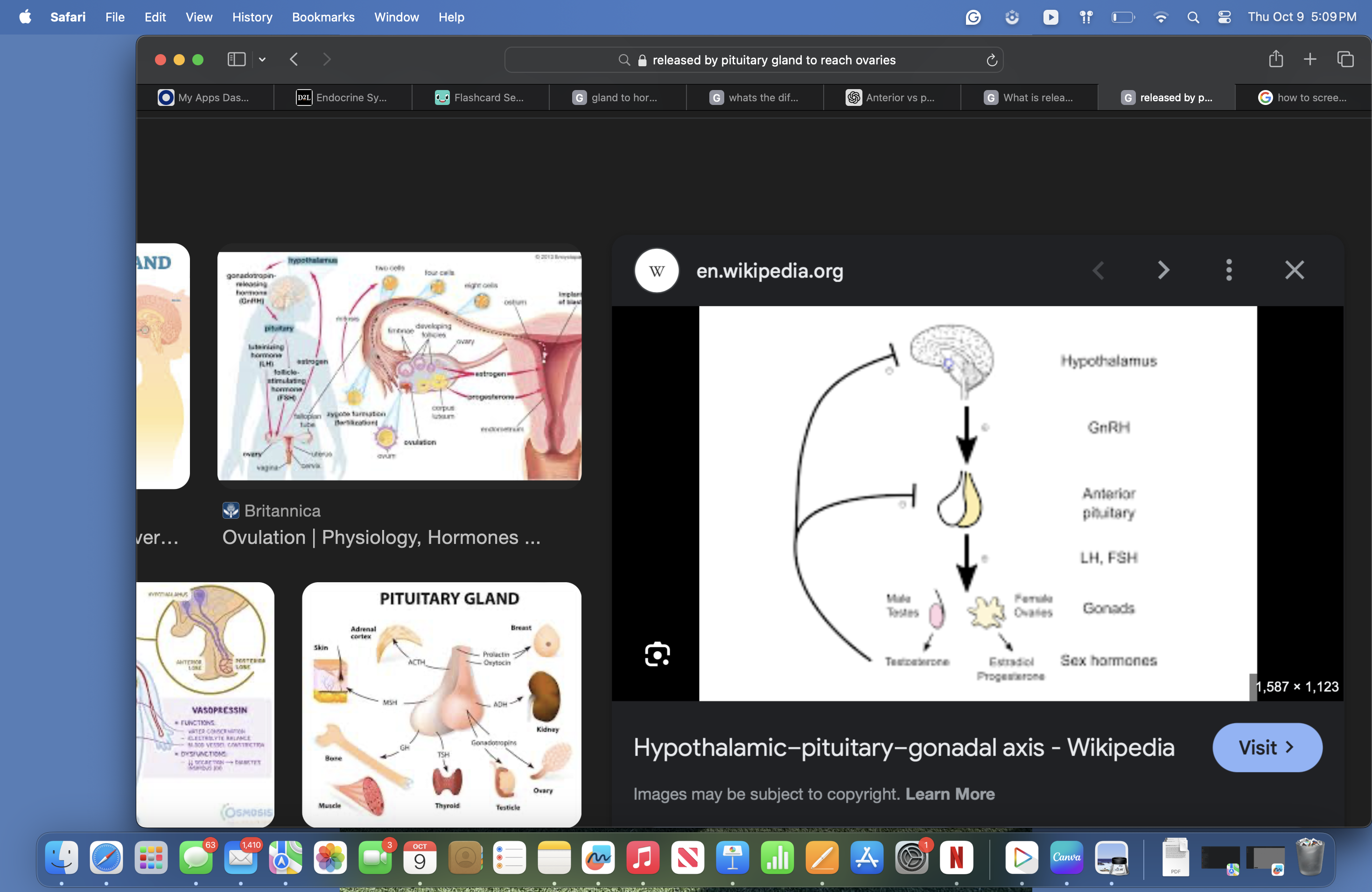<p>What is released by the pituitary gland to reach the ovaries? </p>