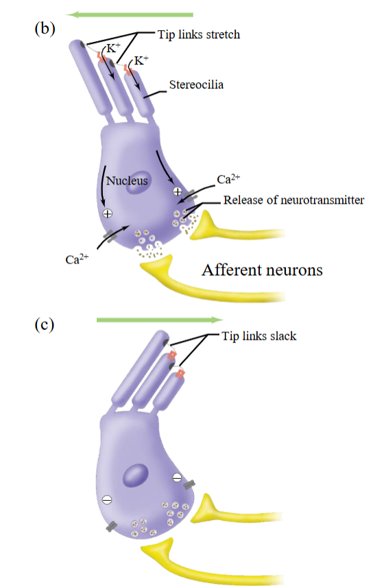 <ul><li><p>Bending of the hair cells in the opposite direction closes the channels, allowing the cell to rapidly repolarize.</p></li><li><p>Last step.</p></li></ul><p></p>