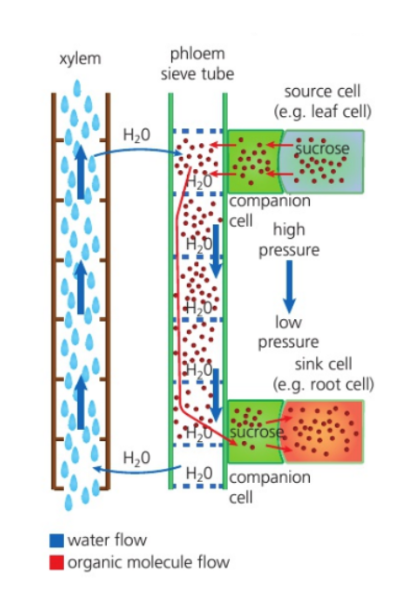 <p>Movement of sugars into an area of sieve tube elements creates an area of low water potential because of the high number of solutes</p><p>A nearby xylem vessel will release water into the sieve tube element, as the water will move from an area of high water potential (xylem) to low water potential (phloem) by osmosis</p><p>Influx of water increases pressure</p><p>The water, now rich in sugars, moves through the sieve plates within the tube created by the sieve tube elements</p><p>Area of low pressure is wherever sugars are being downloaded out of the sieve tube elements, into companion cells and then to an area where the sugar is needed for energy or storage</p><p>In the area of the sink, because solutes are being removed, water returns to a xylem vessel by osmosis</p>