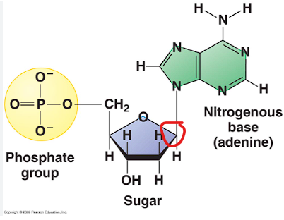 <p>1st position</p><p><strong>glycosidic bond </strong>between the sugar and base. </p>