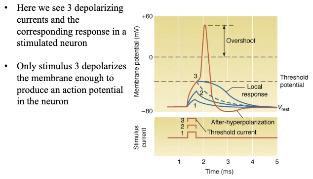 <ul><li><p>Summed depolarization at axon hillock must reach <strong>threshold</strong></p></li><li><p>At threshold stimuli → only local depolarization but no AP</p></li><li><p>At threshold: full action potential fires (all-or-none response)</p></li></ul><p></p>
