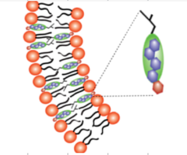 <ul><li><p>cell membrane</p></li><li><p>steroid hormones</p></li><li><p>vit d</p></li><li><p>bite salts</p></li></ul><p></p>
