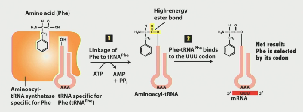 <ul><li><p>Catalyze the attachment of amino acids to their corresponding tRNA molecules, ensuring correct translation of mRNA into proteins.</p></li><li><p>Aminoacyl-tRNAs come in a variety of different flavours, each one carrying a specific amino acid</p></li><li><p>They can recbognize more than 1 tRNA, since many codon combinations can give rise to the same amino acid</p></li><li><p>The enzyme has a specific pocket which recognizes it cognate tRNA component, and then<strong> hydrolyzes ATP to link the amino acid to the tRNA at the 3’ CCA end.</strong></p></li></ul><p></p>