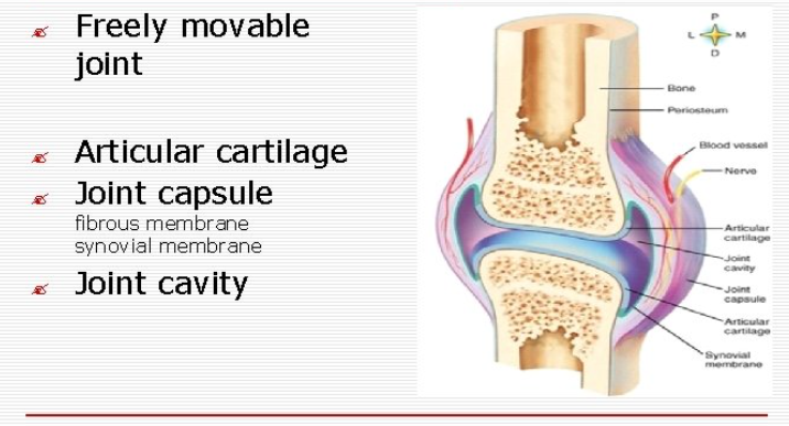<p>Freely movable joints. Includes 6 subtypes.</p>
