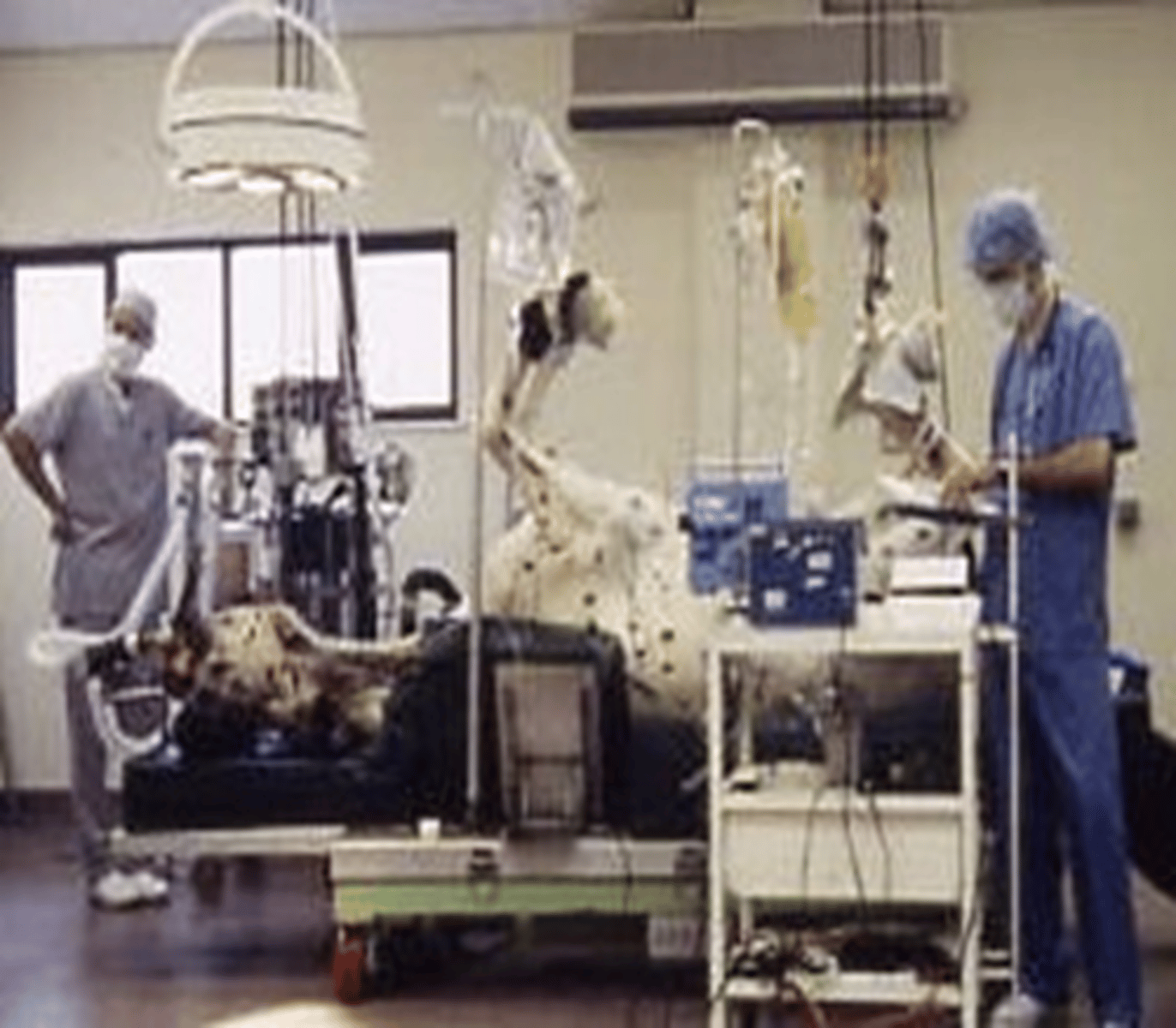 <p>higher anaesthetic risk</p><p>Horses are prone to hypotension when inhalants are used</p><p>Inhalational agents cause marked cardiopulmonary depression</p><p>Prolonged hypotension is likely to cause post op myopathy</p><p>Post op myopathy may necessitate euthanasia or cause a fracture or injury in recovery</p><p>TIVA or PIVA may reduce hypotension, but both have limitations</p><p> lower mortality with TIVA than inhalational anaesthesia</p><p></p>