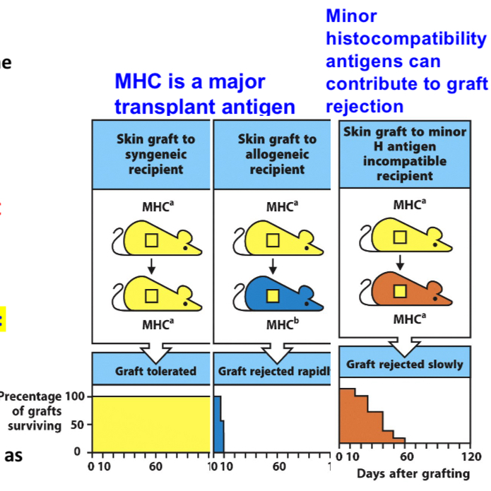 <p>Antigens of allografts that serve as the targets of rejection are proteins encoded in the MHC.</p><p>MHC genes are highly polymorphic: HLA-A genes - 120 and 250 alleles of HLA-B genes (estimation).</p><p>Every individual is likely to express some MHC proteins that appear foreign to another individual’s immune system except identical twins.</p>