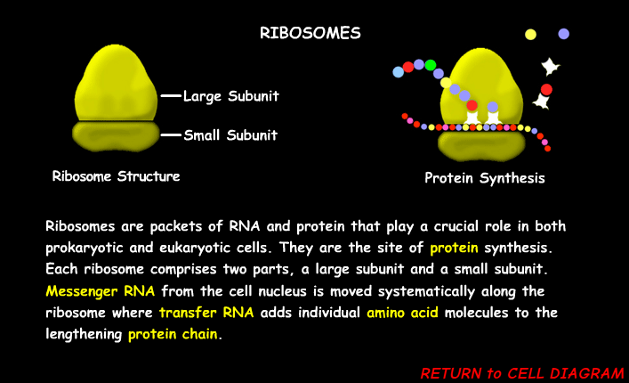 <p><span>A small particle in the cell that can make proteins.&nbsp;“Protein Synthesis”</span></p>