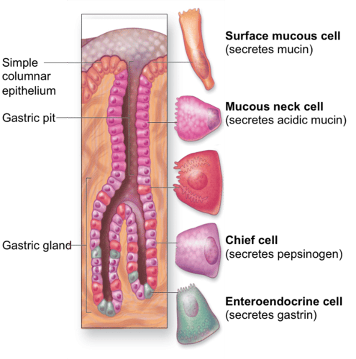 <p>mucous cells</p>