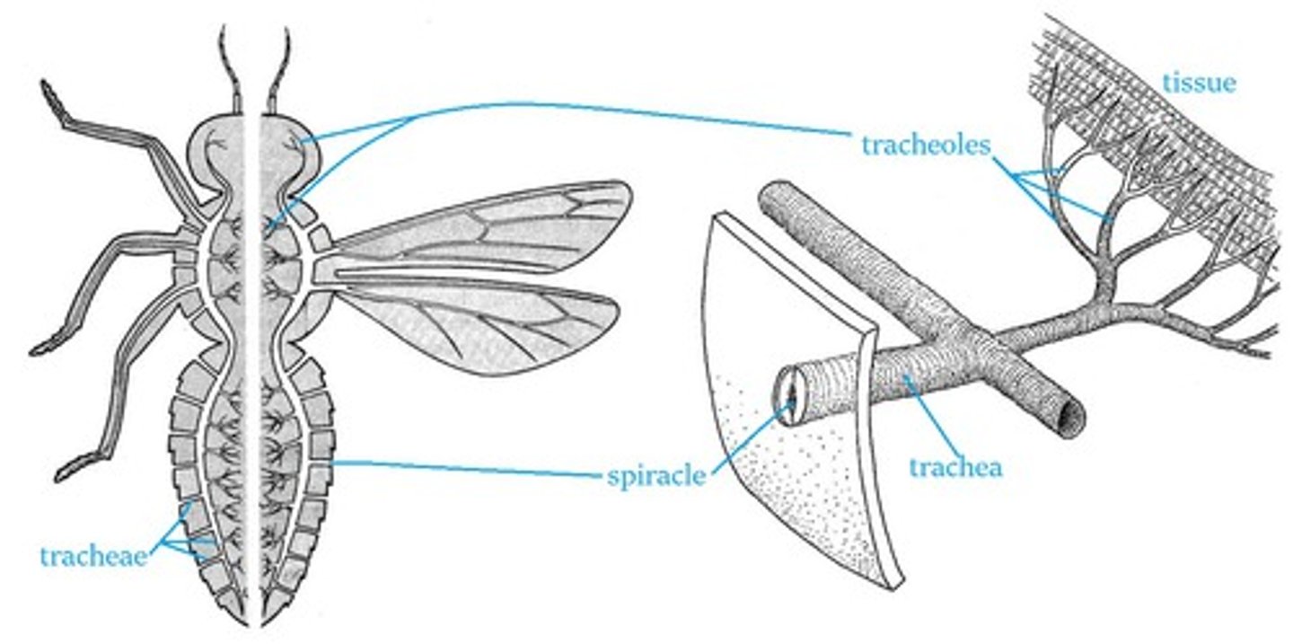 <p>· O<sub>2</sub> diffuses directly into the cells from the tracheoles and CO<sub>2</sub> diffuses out</p><p>· The tracheal system consists of many tracheae that open to the outside through small holes in the exoskeleton called spiracles.</p><p>· These finer tubes tracheoles are the sites of gas exchange.</p><p>· The large number of small tracheoles give a large surface area for diffusion, while their thin walls, extensive branching and close proximity to the cells provide a short diffusion pathway.</p>