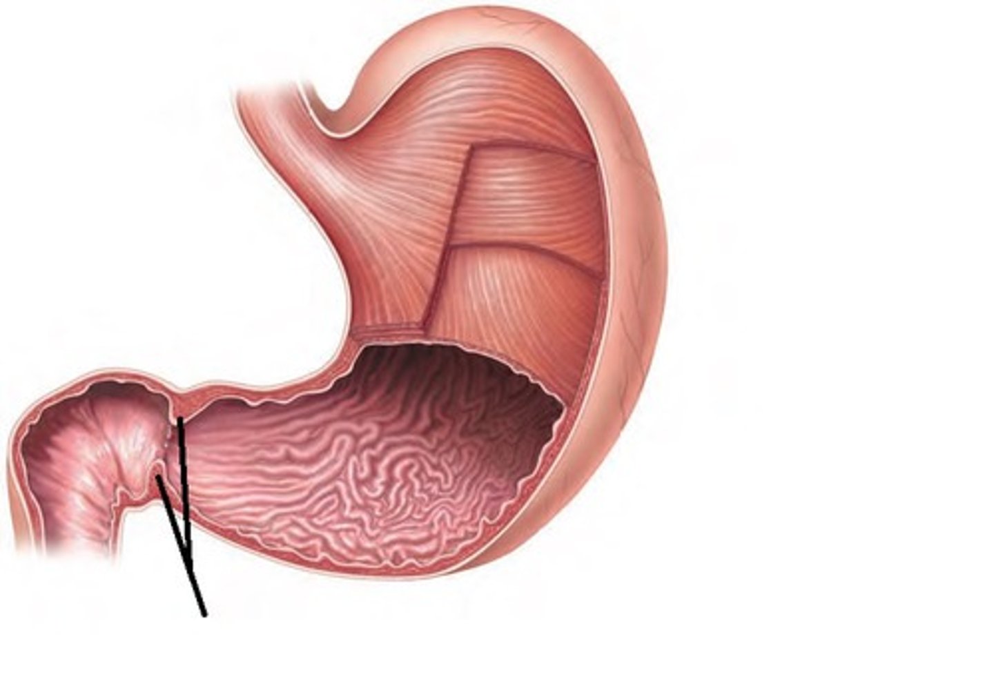 <p>the opening through which chyme leaves the stomach and enters the small intestine</p>