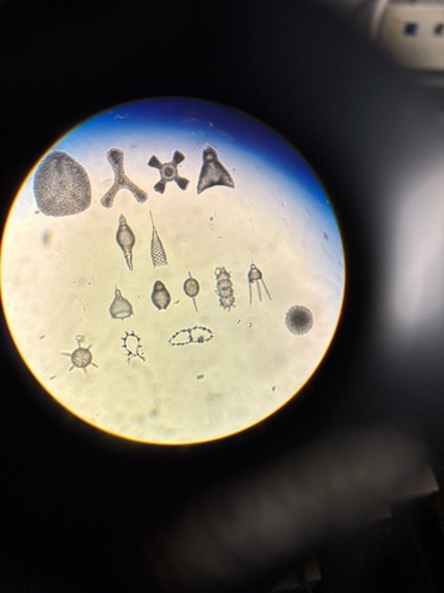 <p>Identify</p>