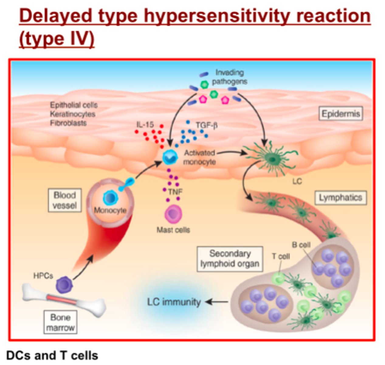 <p>Recruitment of immune cells</p><p>The time took which is 24-72 hours for the recruitment of phagocytes such as macrophage for secondary response is the reason for the delay in delayed hypersensitivity</p>