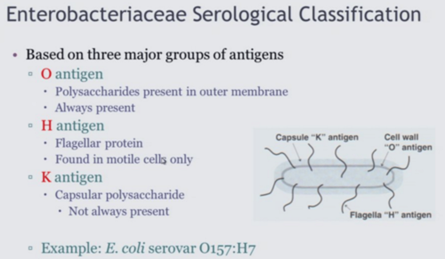 <p>flagellar antigen</p>