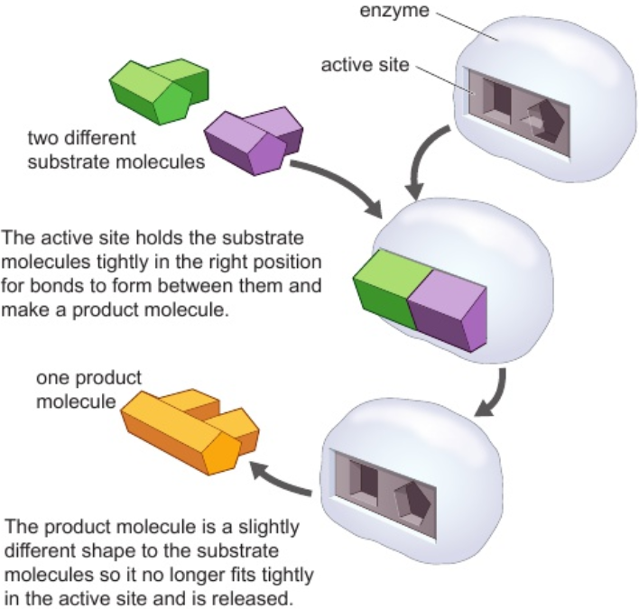 <p>active site: where substrate of enzyme fits at start of reaction</p><p>enzymes only works with specific substrates that fit active site</p>