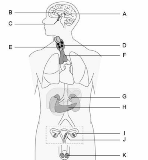 <p>Which gland secretes estrogen?</p>