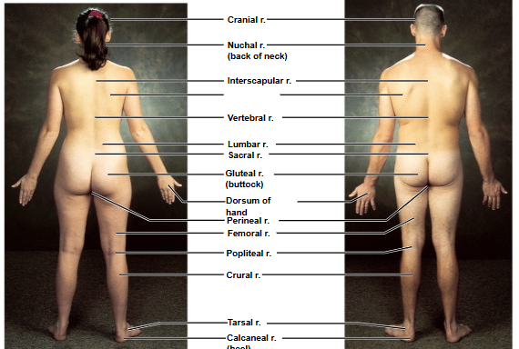 <p>Based on this posterior view, what is this region?</p>