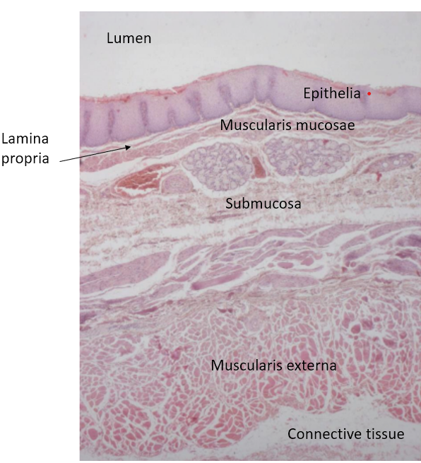 <p>what are the 2 layers of the muscularis externa of the oesophagus, and what is their function?</p>
