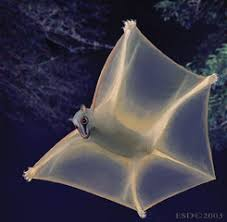 <p>Have <span style="background-color: transparent;"><span>extensive patagium (flap of skin). Long clawed feet, keeled sternum, lower incisors are procumbent and pectinate</span></span></p><ul><li><p>Have single young and can glide up to 100m. </p></li></ul><p></p>