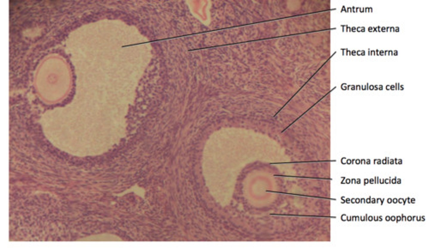<p>•Normally only one follicle from each month's cohort becomes a mature follicle destined to ovulate</p><p>•Remainder degenerate</p>