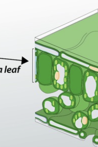 <p>can be multiple of these</p>