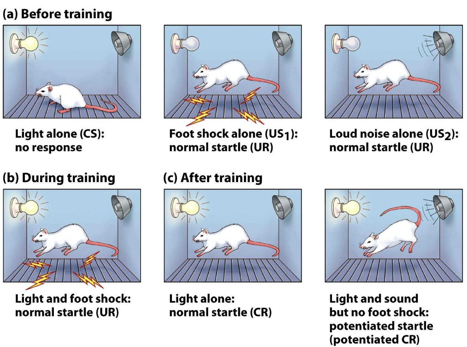<p>Fear conditioning paradigm</p>