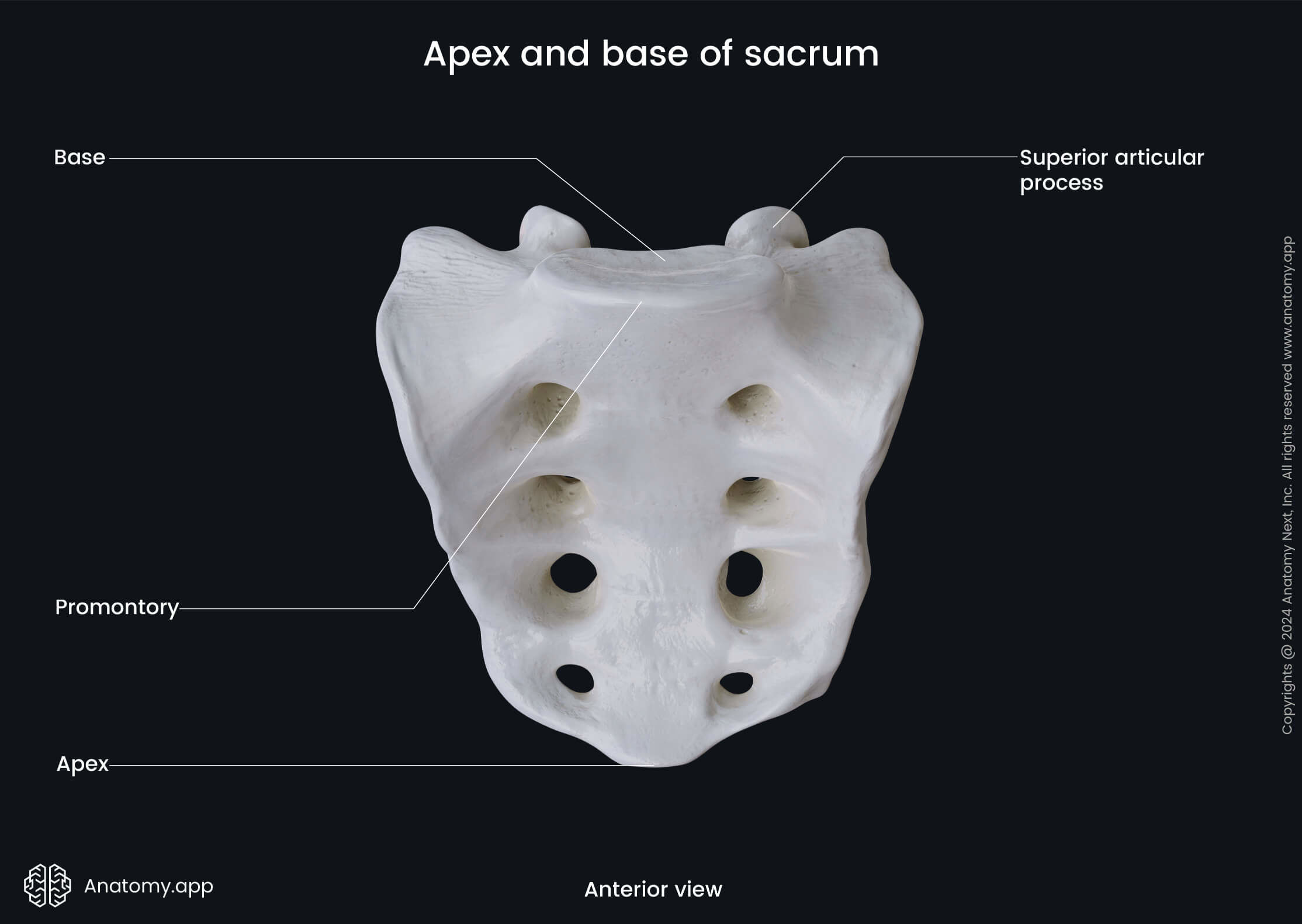 <p>Base: with L5 to make the lumbosacral joint</p><p>Apex: with coccyx - Sacrococcygeal joint</p>