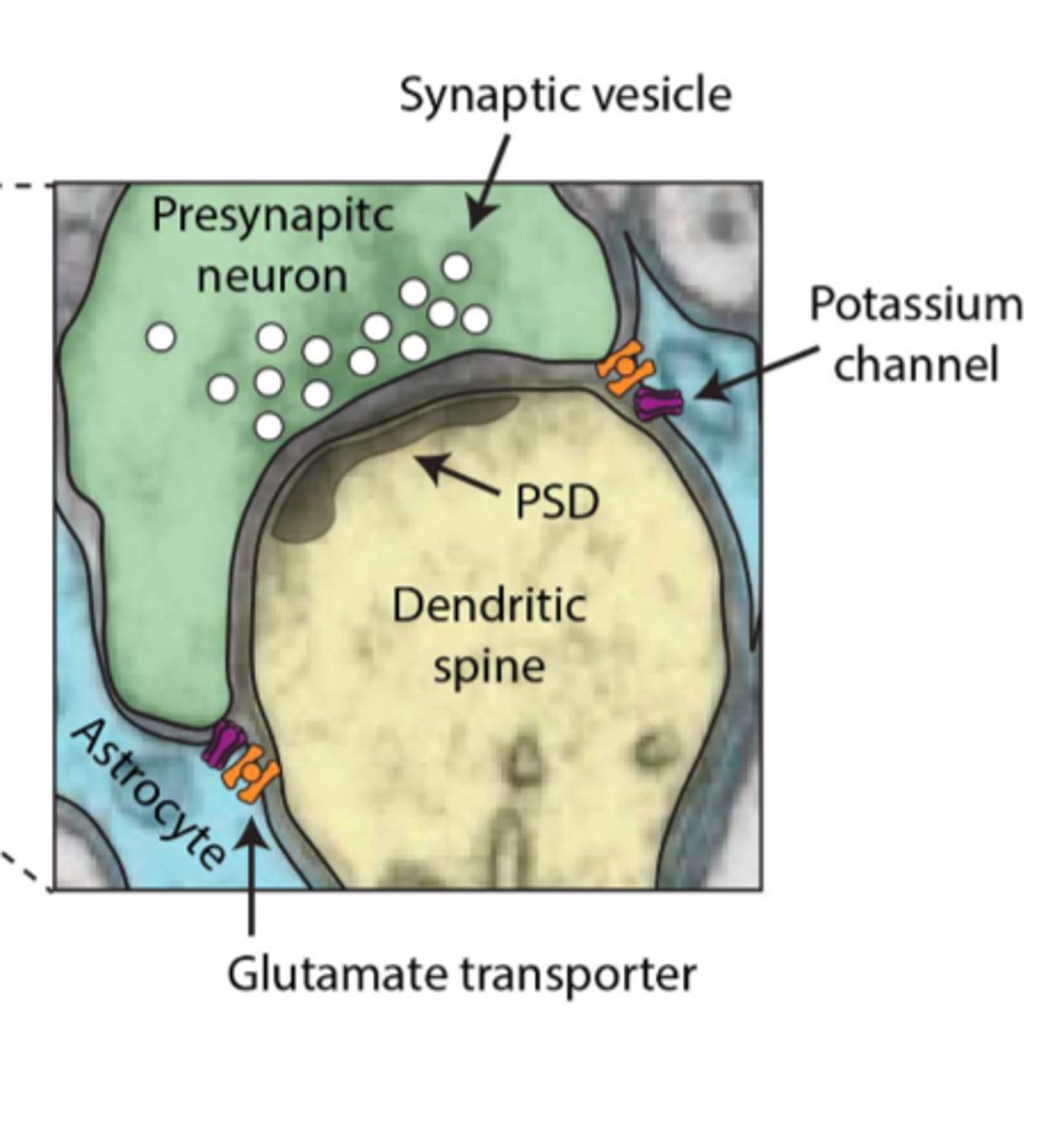 <p>- presynaptic neuron</p><p>- postsynaptic neuron</p><p>- astrocytes</p>