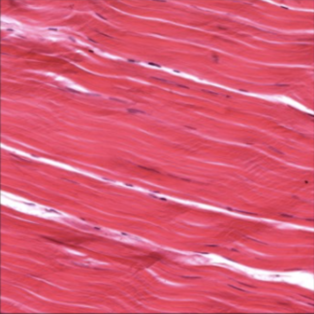 <ol><li><p>What tissue is this?</p></li><li><p>Where can it be found?</p></li><li><p>What is its function?</p></li></ol><p></p>