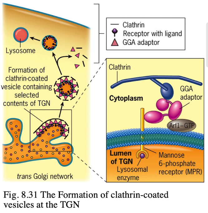 <p><span>Recruits clathrin to form a clathrin-coated vesicle.</span></p>