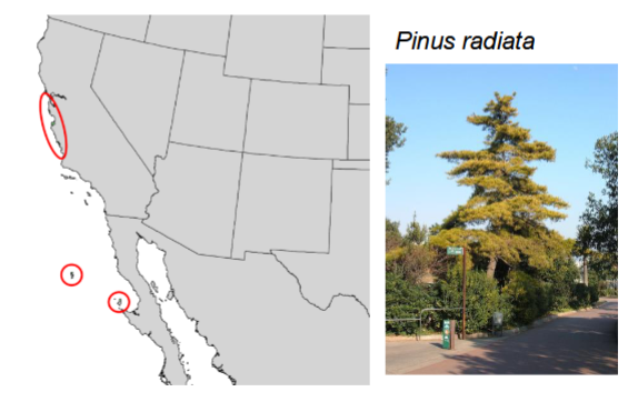 <p>the removal of parts of a geographic range</p><p>one way geographic ranges change</p><p>a frequent cause of discontinuous distributions (e.g. after glaciation) (see the circles in the picture; the entire range used to be taken up by Pinus radiata, but many populations went locally extinct after glaciation, leaving just the circled distribution)</p>