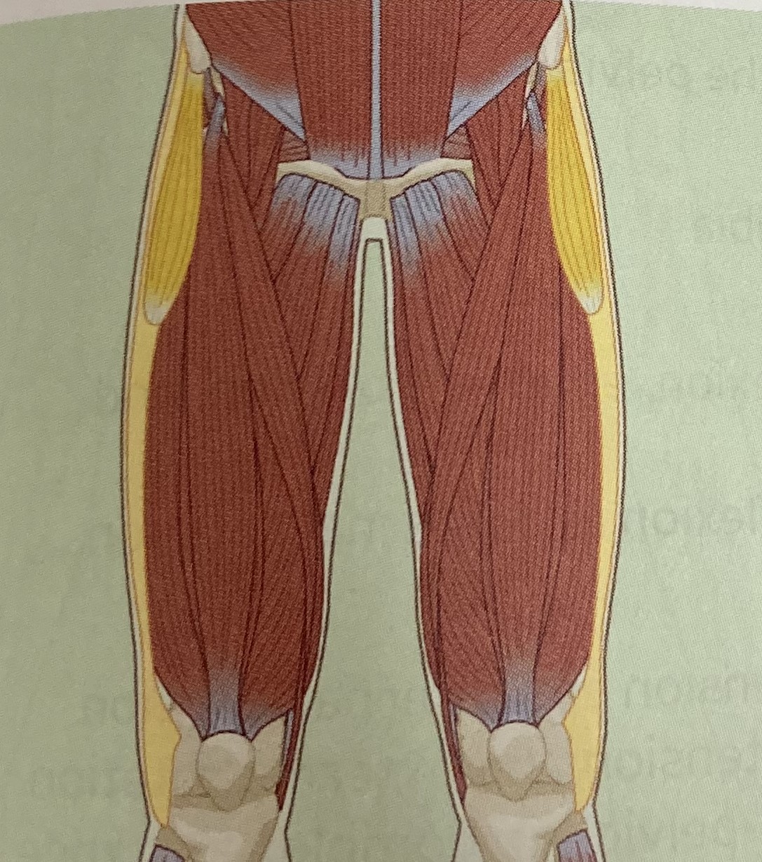 <ul><li><p>category: hip musculature</p></li><li><p>origin: outer surface of the iliac crest</p></li><li><p>insertion: iliotibial band</p></li><li><p>isolated function: concentric hip flexion, abduction, and internal rotation</p></li><li><p>integrated function: eccentric hip extension, adduction, and external rotation</p></li><li><p>stabilizes the LPHC</p></li></ul><p></p>