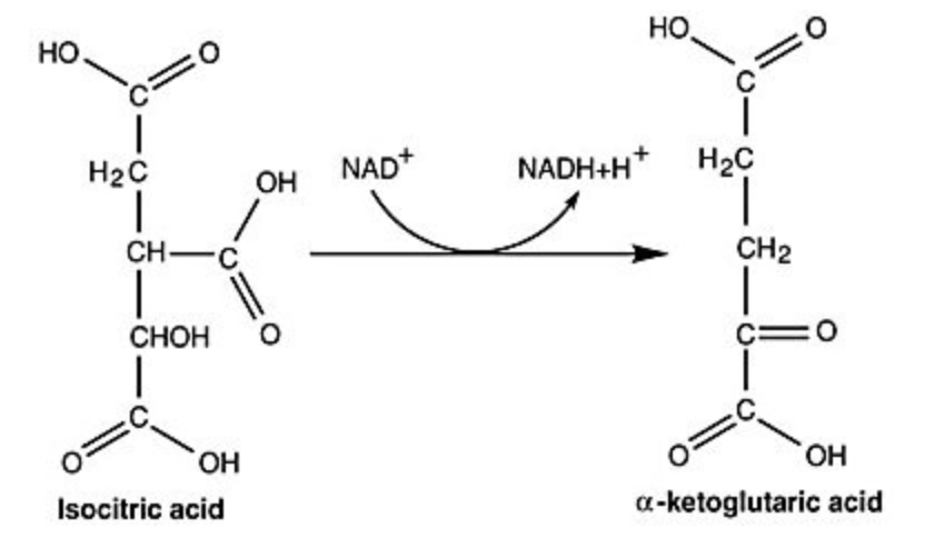<p><span>Which compound is being reduced in the reaction shown in the figure?</span></p><table style="min-width: 25px"><colgroup><col style="min-width: 25px"></colgroup><tbody><tr><td colspan="1" rowspan="1" style="margin: 0px; padding: 0.3em; position: relative;"><p>NADH</p></td></tr><tr><td colspan="1" rowspan="1" style="margin: 0px; padding: 0.3em; position: relative;"><p>NAD<sup>+</sup></p></td></tr><tr><td colspan="1" rowspan="1" style="margin: 0px; padding: 0.3em; position: relative;"><p>α-ketoglutaric acid and NAD<sup>+</sup></p></td></tr><tr><td colspan="1" rowspan="1" style="margin: 0px; padding: 0.3em; position: relative;"><p>NADH and isocitric acid</p></td></tr><tr><td colspan="1" rowspan="1" style="margin: 0px; padding: 0.3em; position: relative;"><p>isocitric acid and α-ketoglutaric acid</p></td></tr></tbody></table><p></p>
