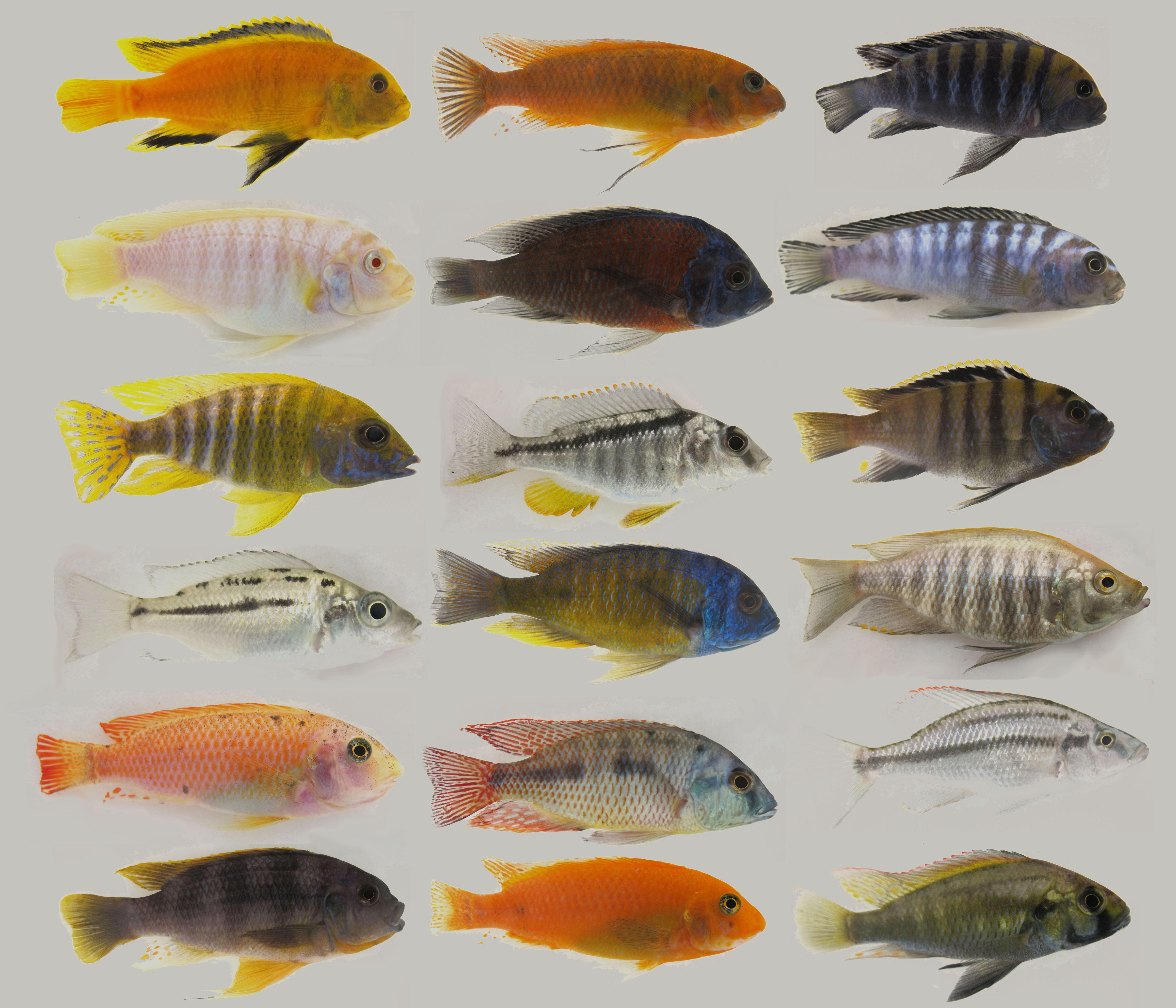 <p>Clade of <strong>cichlids</strong></p>