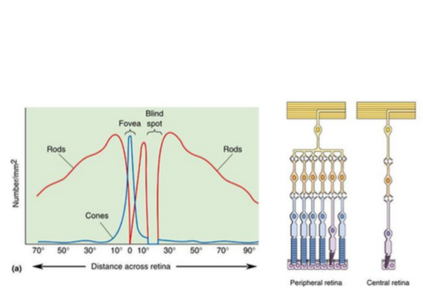 <p>The central retina has ____ convergence, _____ sensitivity and _____ resolution</p>