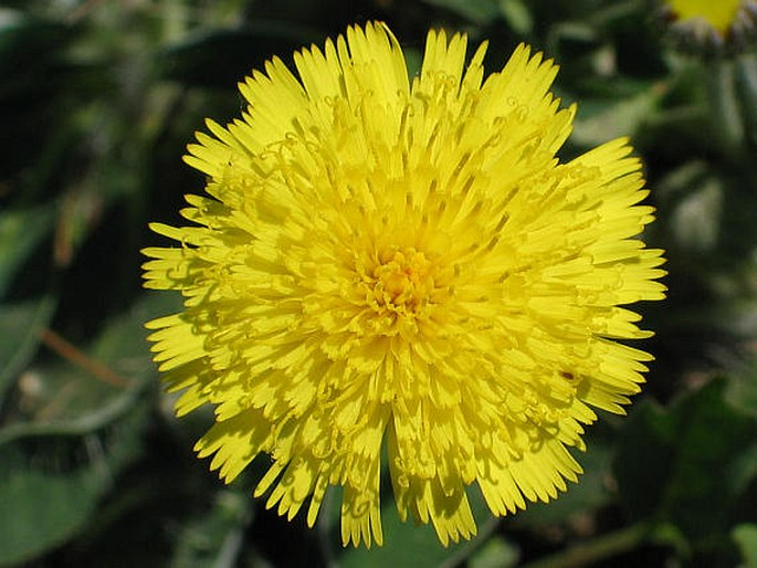 <p><em>Asteraceae -</em> hvězdnicovité</p><p><em>Pilosella officinarum (Hieracium pilosella) -</em> chlupáček zední</p>