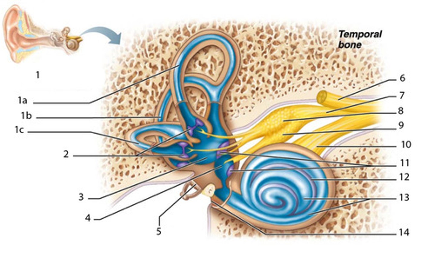 <p>8 &amp; 9</p><p>Collection of 1st order sensory neuron cell bodies coming from the vestibular apparatus</p>